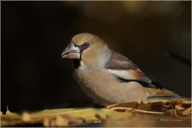 <p>DLASK TLUSTOZOBÝ (Coccothraustes coccothraustes) Šluknovsko - Jiříkov ---- /Hawfinch - Kernbeißer/</p>